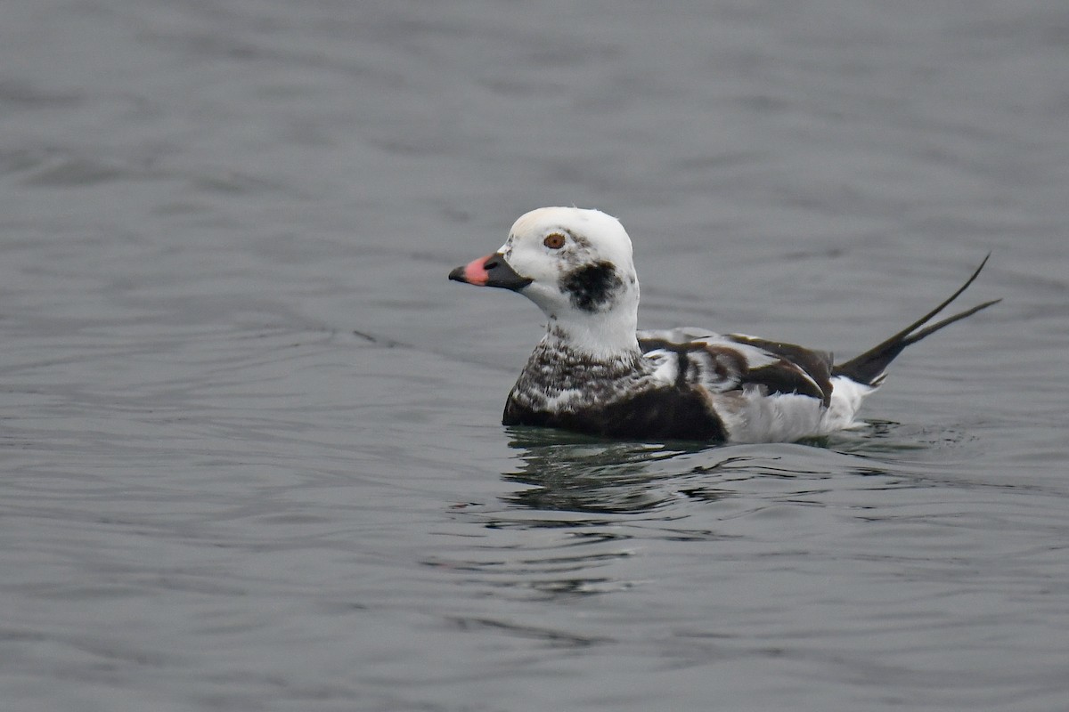 Moretta codona - ML645022448