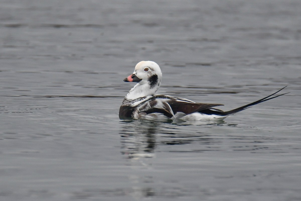 Moretta codona - ML645022449