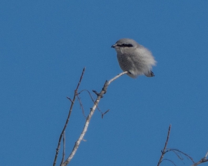 Умардын дунхай - ML645022452