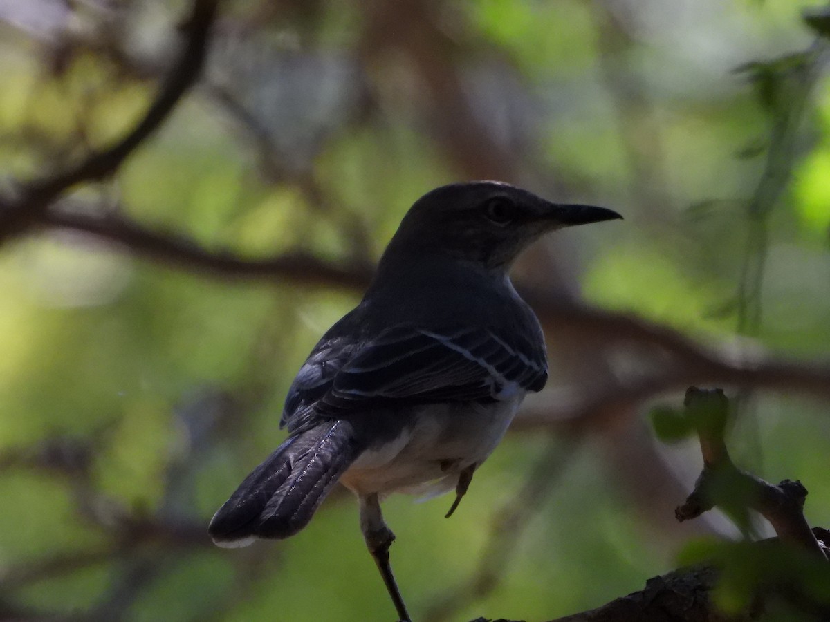 Northern Mockingbird - ML645022455