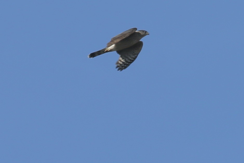 Cooper's Hawk - ML645022463