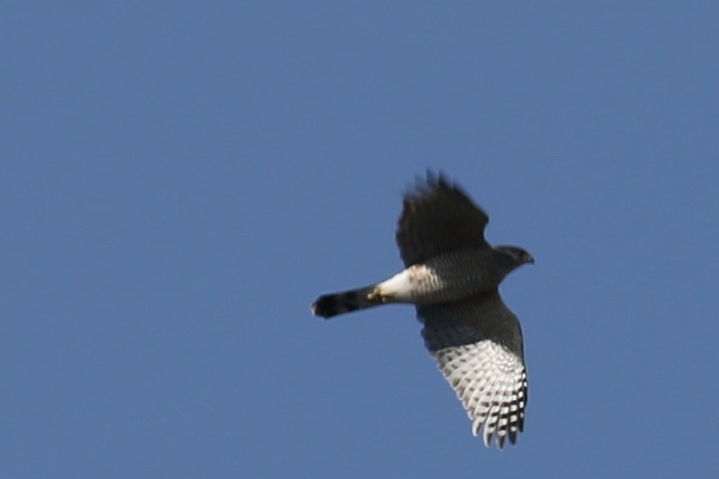 Cooper's Hawk - ML645022464