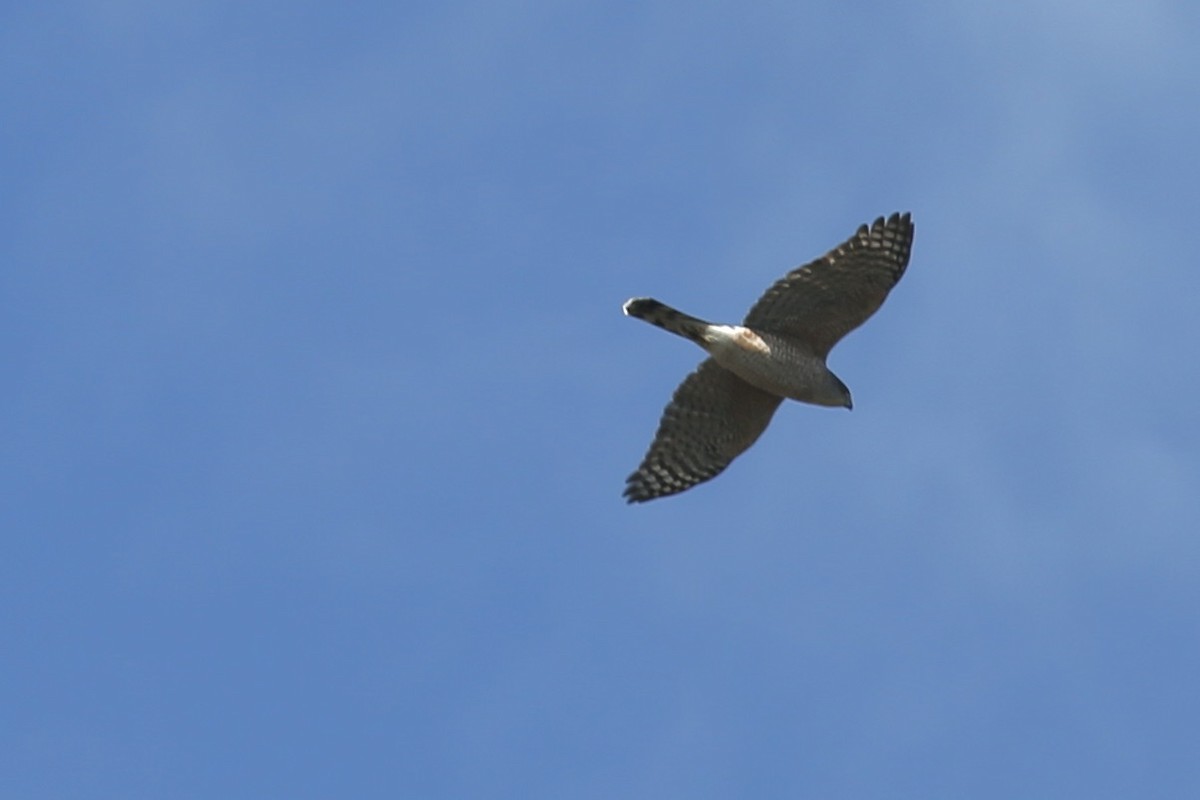 Cooper's Hawk - ML645022465