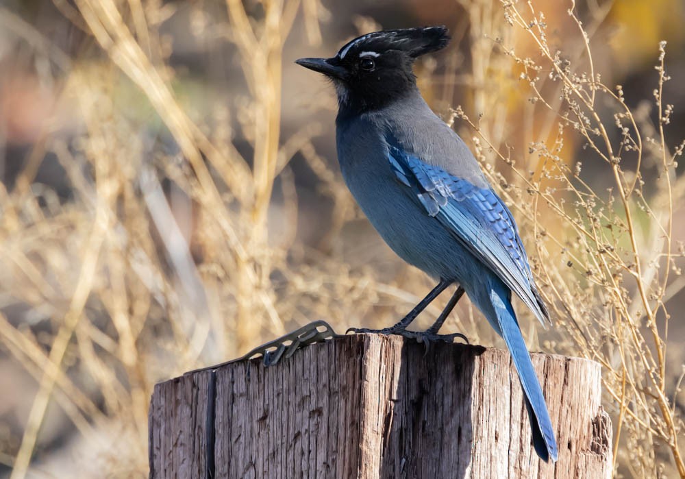 Steller Kargası - ML645022466