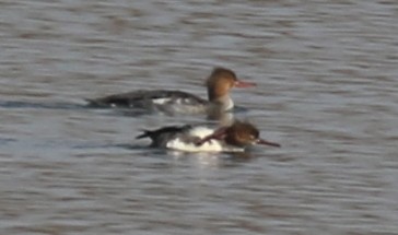 Red-breasted Merganser - ML645022467