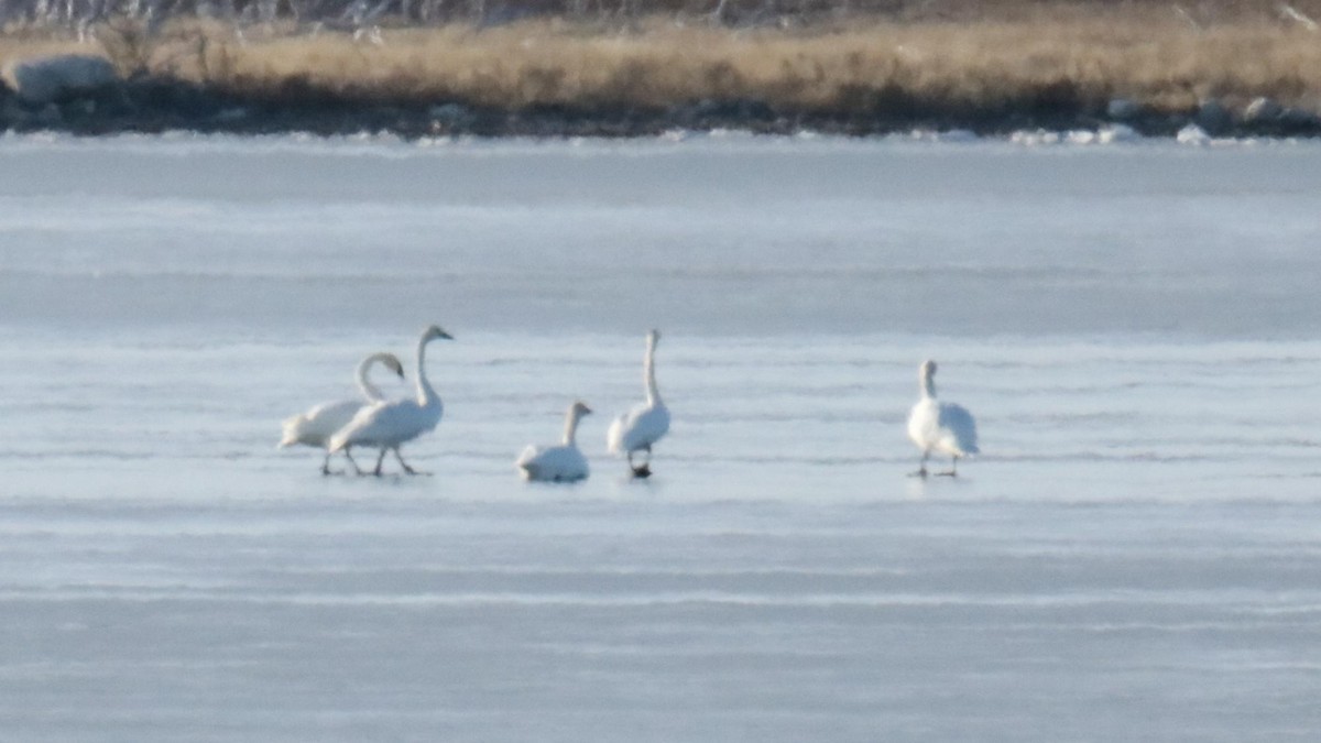 Tundra Swan - ML645022478