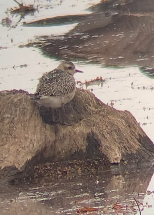 kulík hnědokřídlý - ML645022483