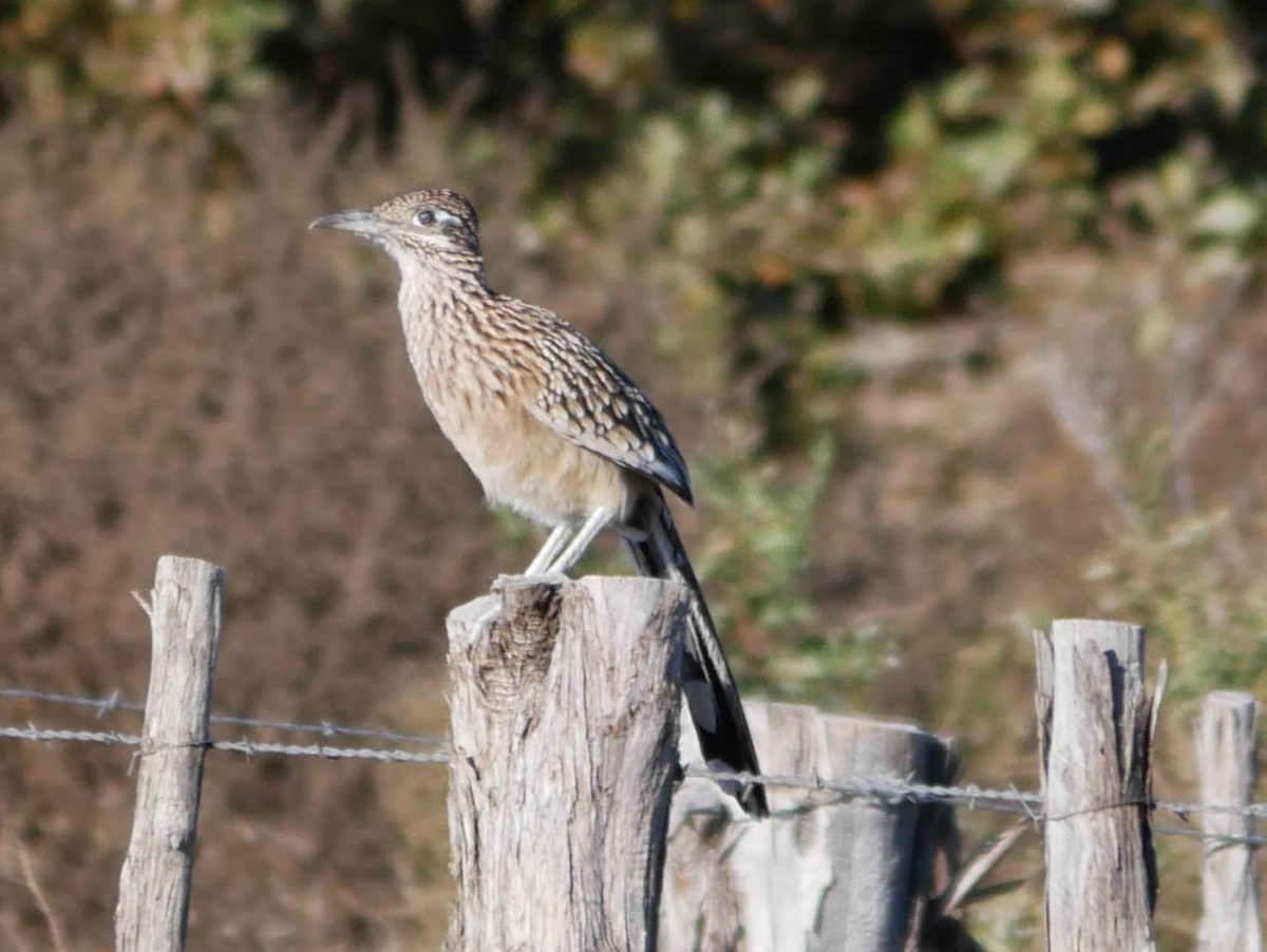 オオミチバシリ - ML645022491