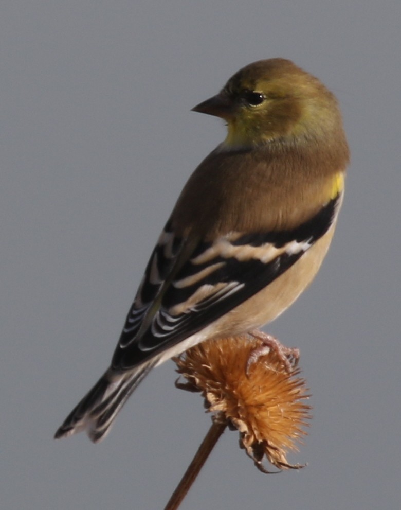 American Goldfinch - ML645022492