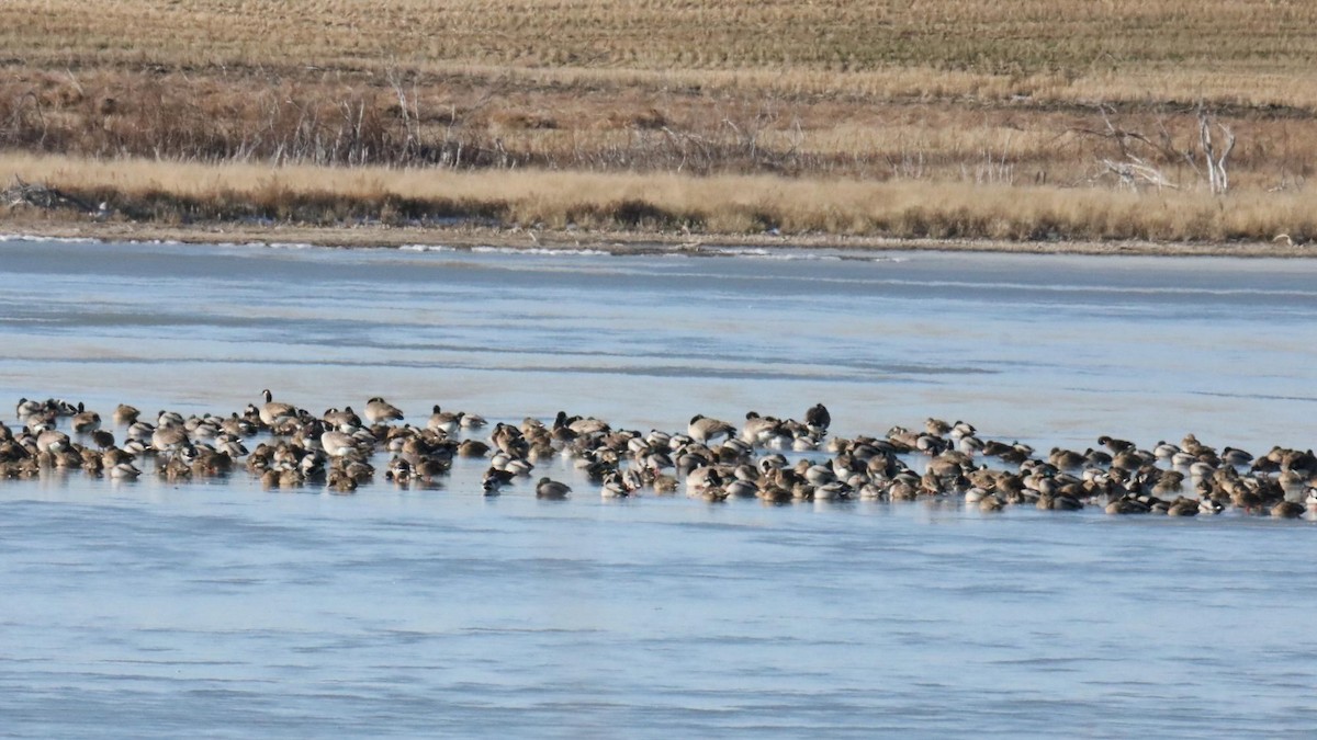 Mallard - ML645022493