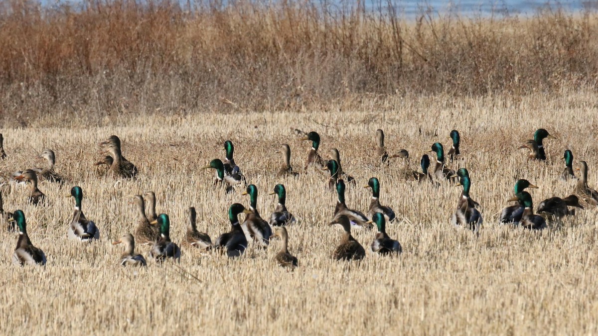 Mallard - ML645022494