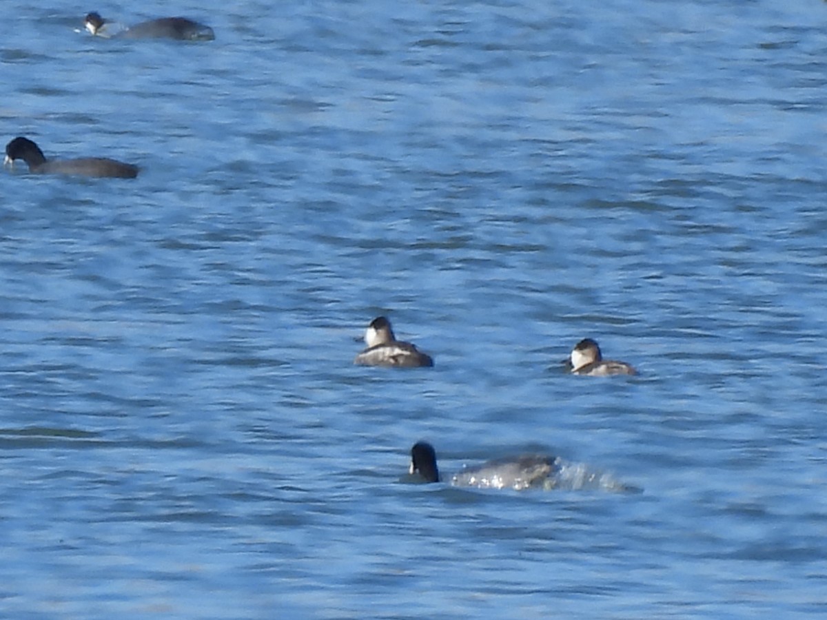 Schwarzkopf-Ruderente - ML645022498