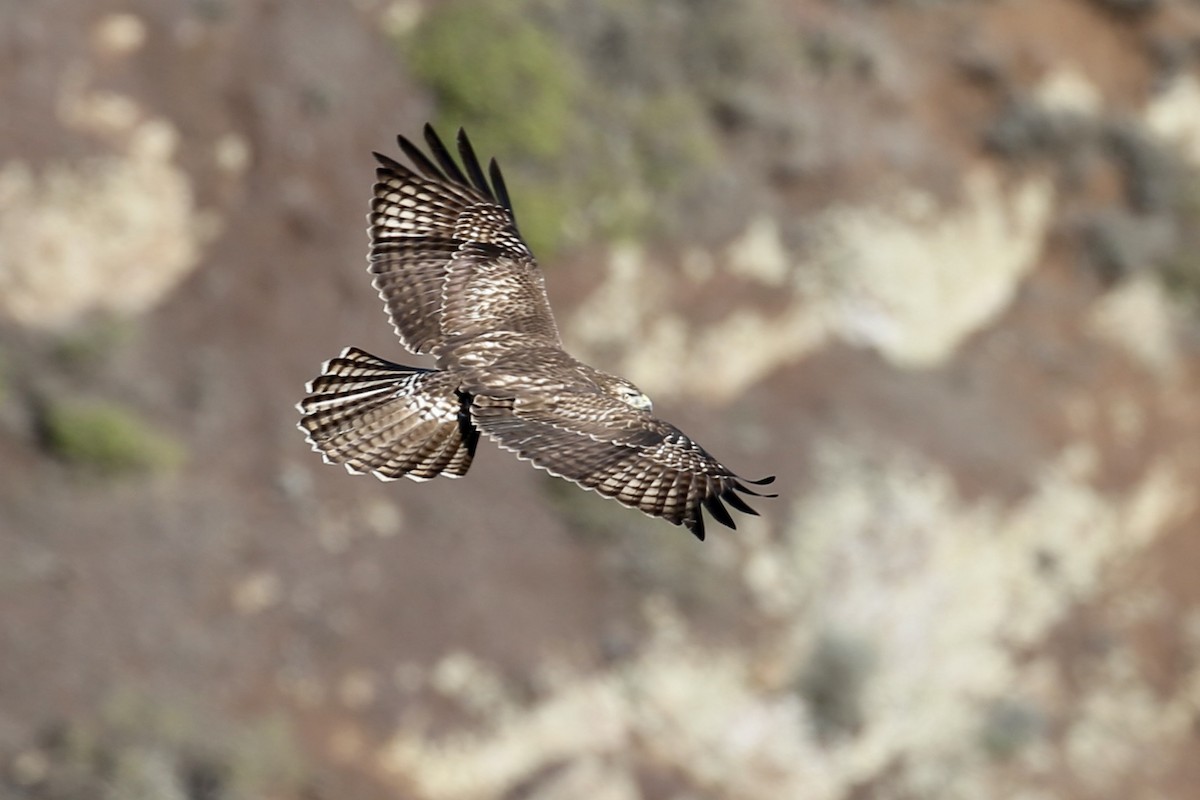 Red-tailed Hawk - ML645022505