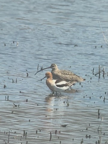 Кульон американський - ML645022512