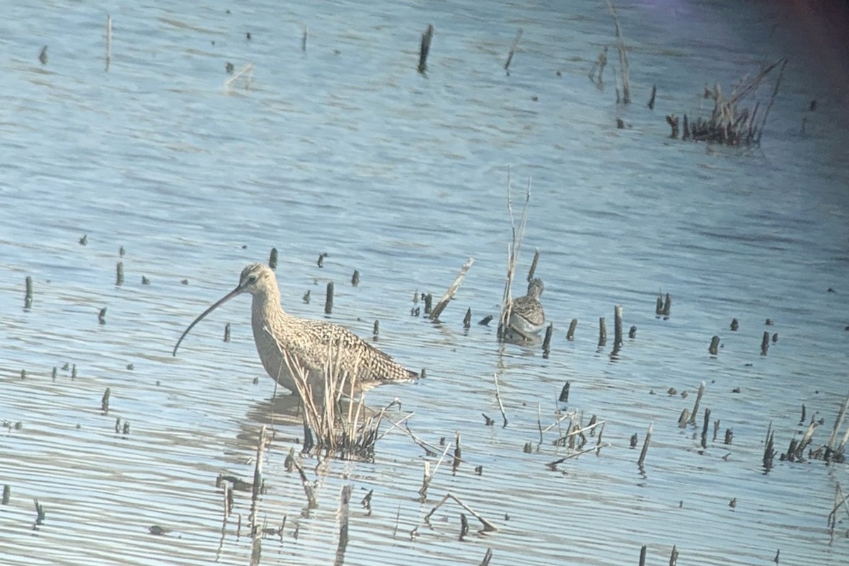 Кульон американський - ML645022513