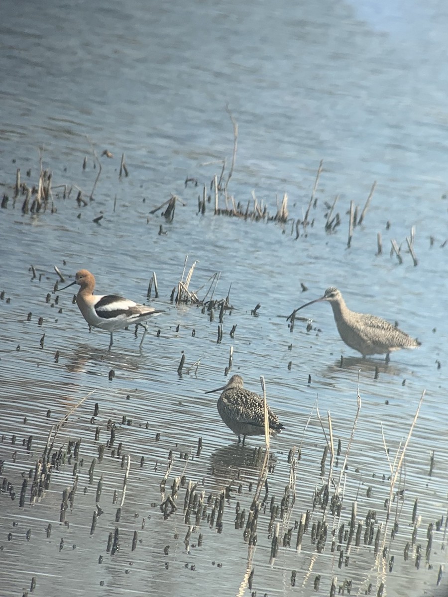 Кульон американський - ML645022514