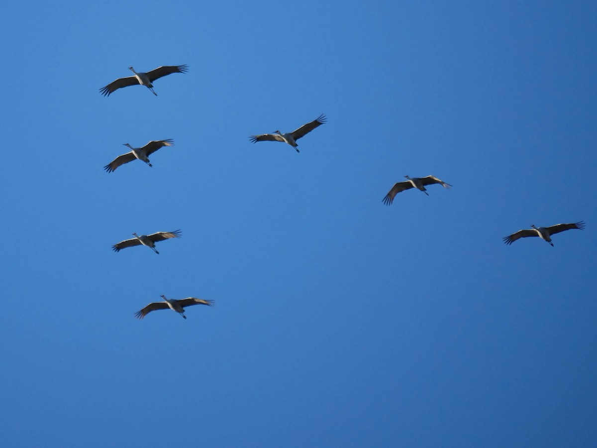 カナダヅル - ML645022538