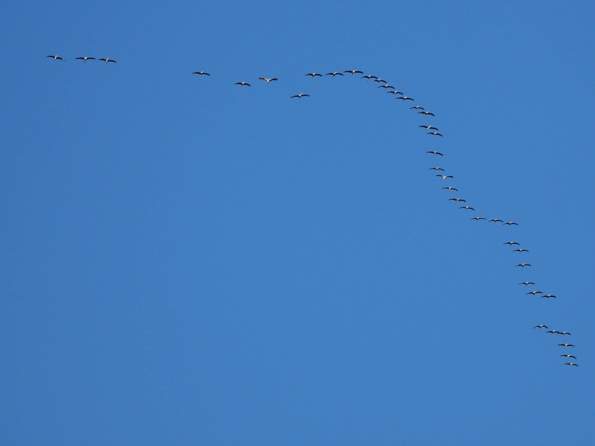 カナダヅル - ML645022539