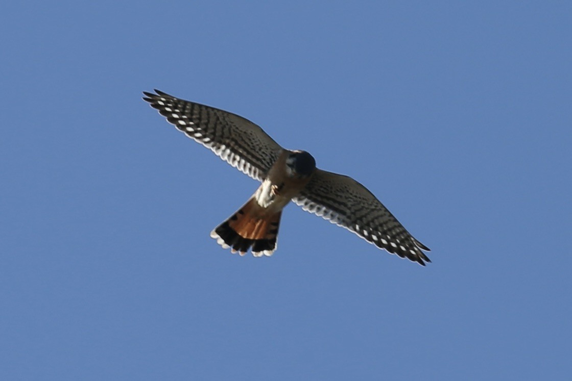 American Kestrel - ML645022552