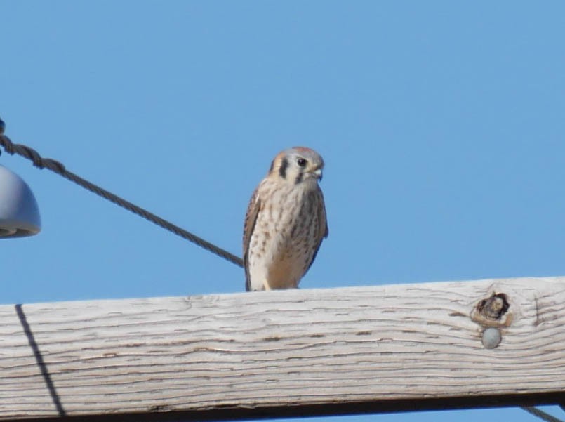 アメリカチョウゲンボウ - ML645022567