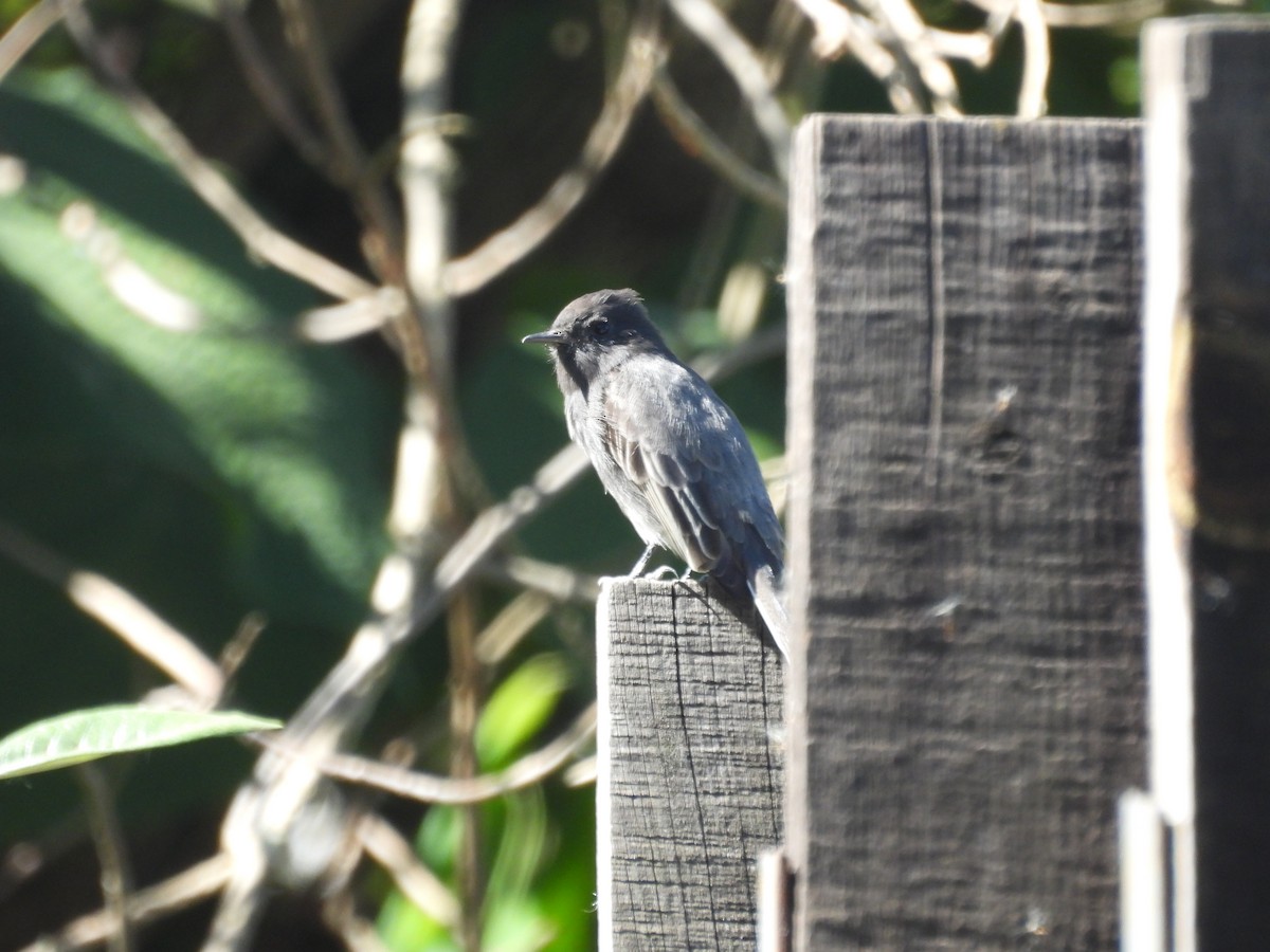 Black Phoebe - ML645022570