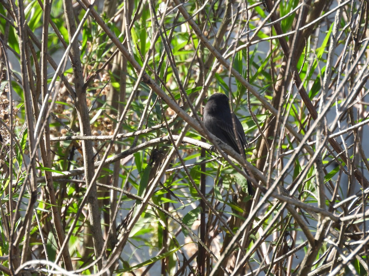 Black Phoebe - ML645022571