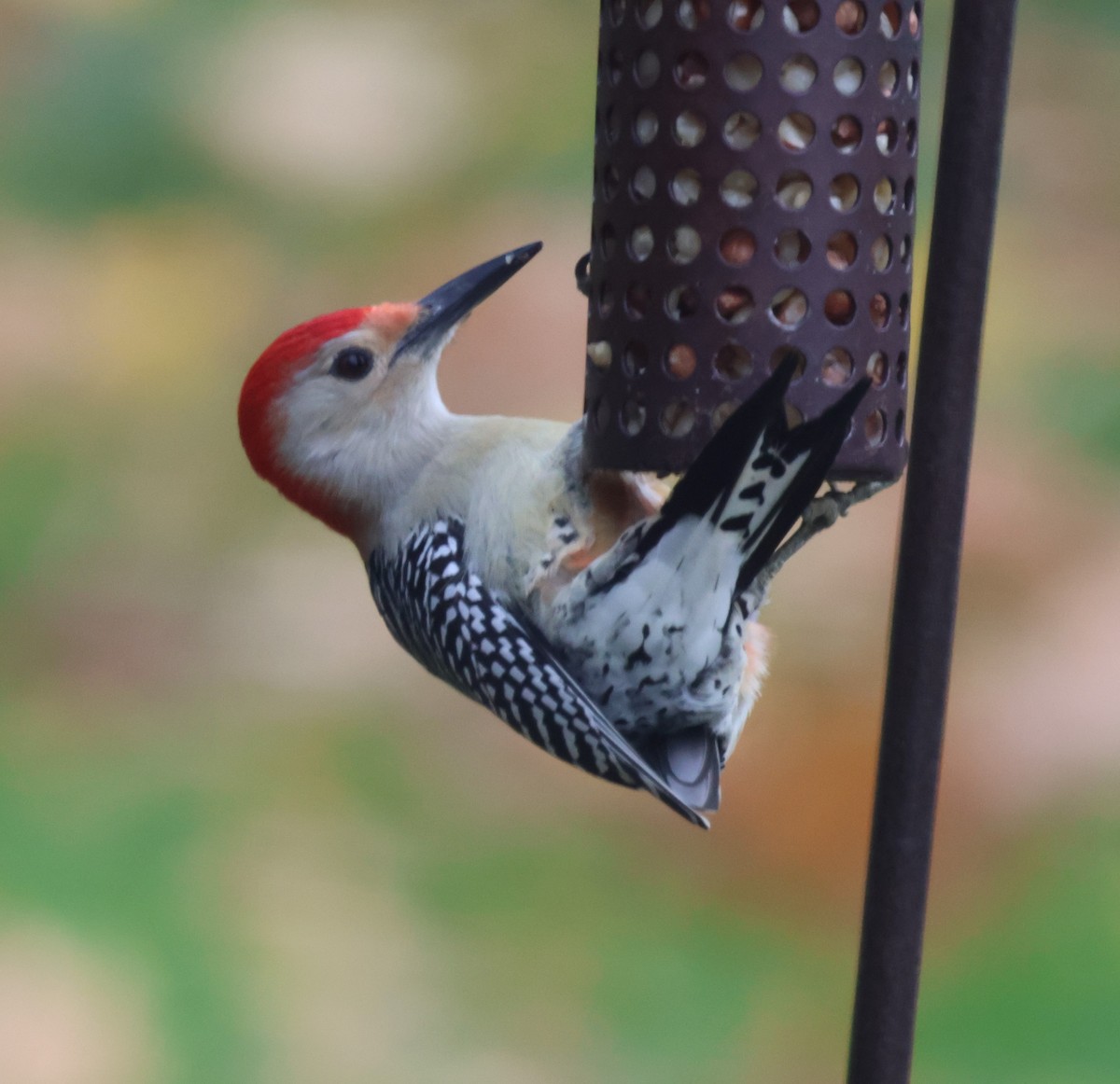 Red-bellied Woodpecker - ML645022580
