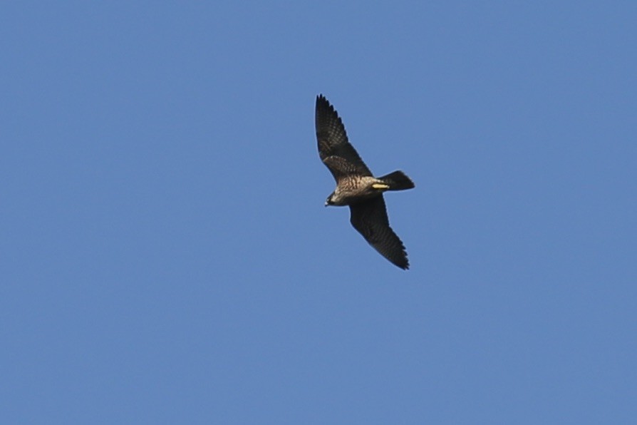 Peregrine Falcon - ML645022582