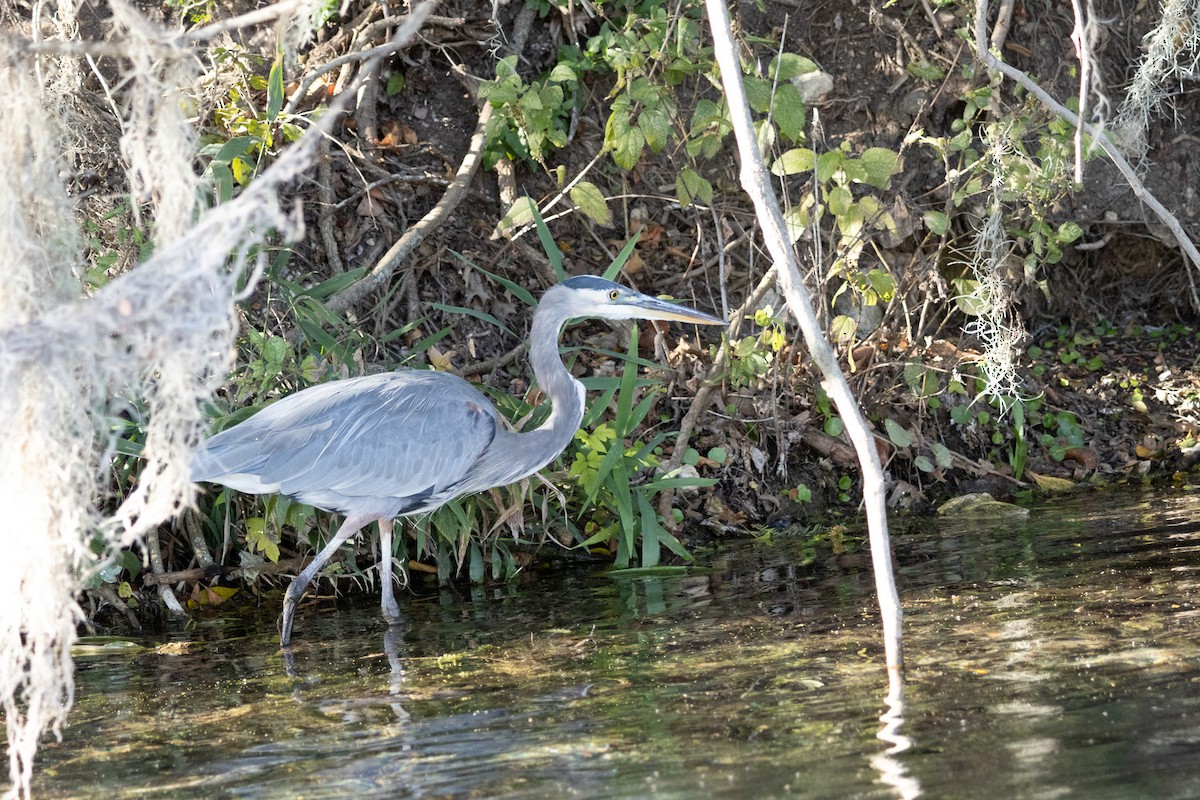 Great Blue Heron - ML645022595
