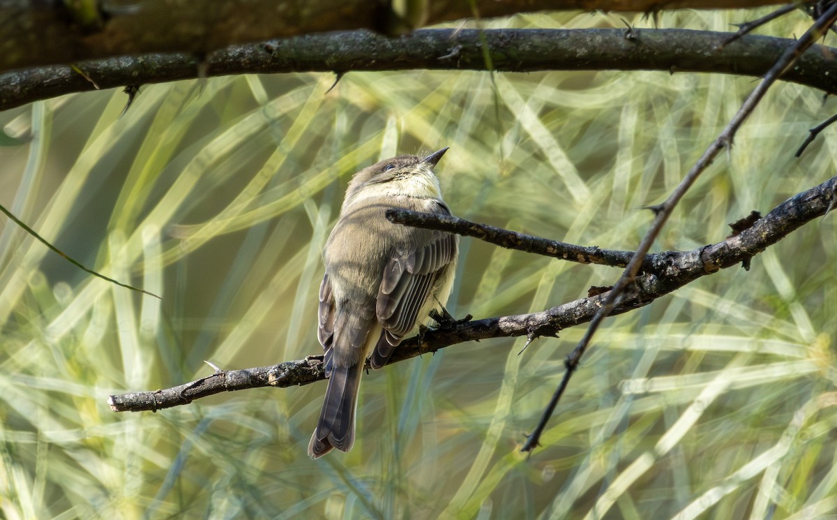 Eastern Phoebe - ML645022614