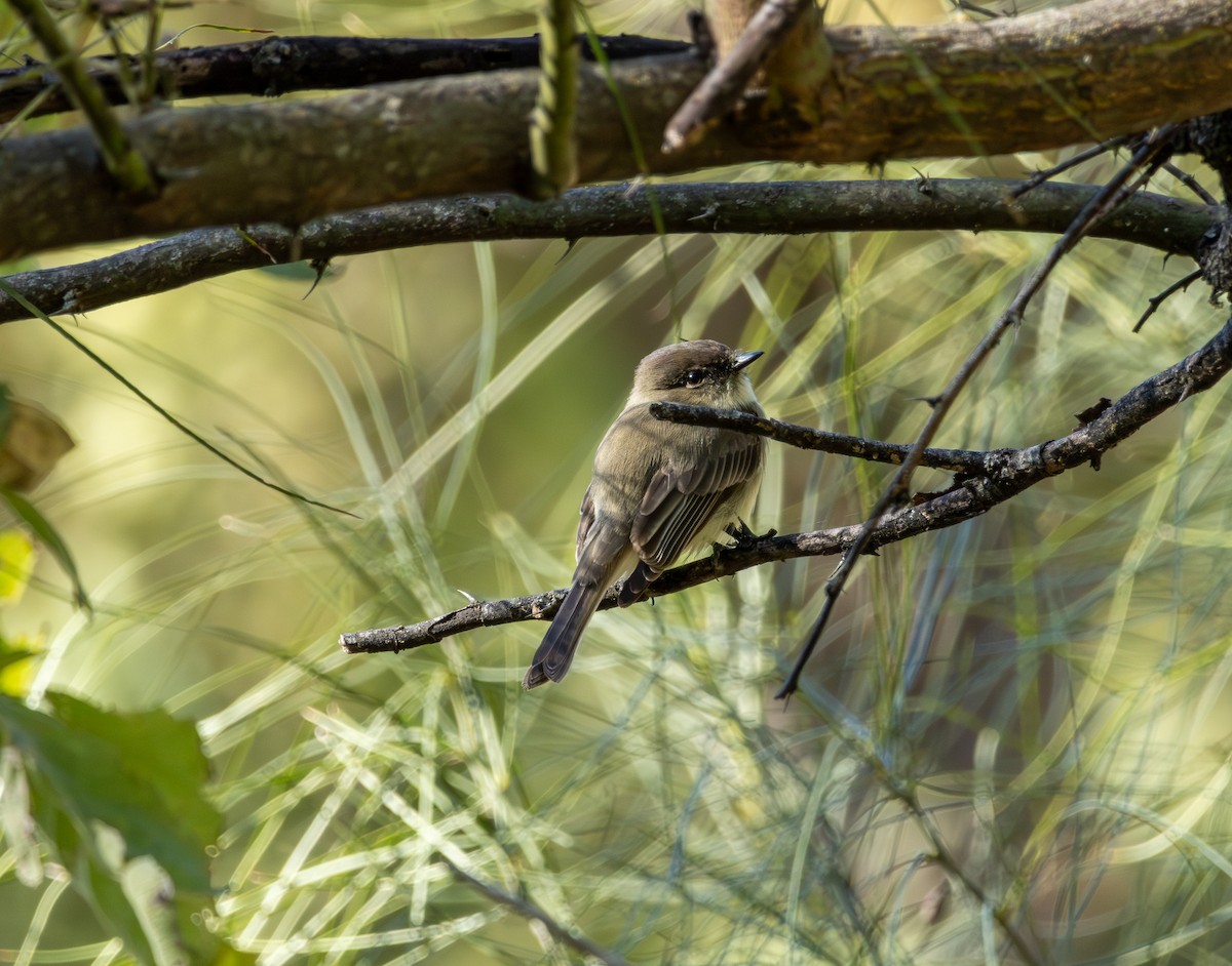 Eastern Phoebe - ML645022615