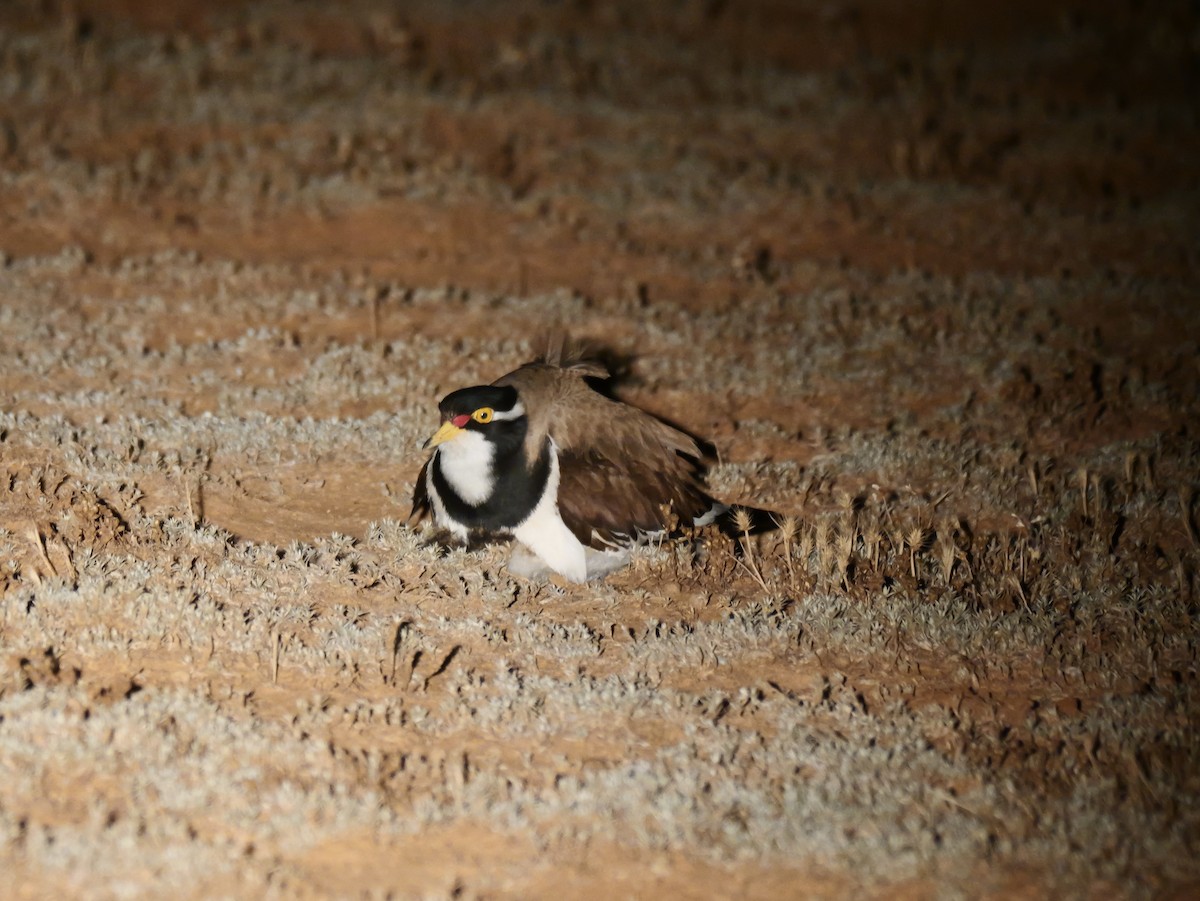Banded Lapwing - ML645022617