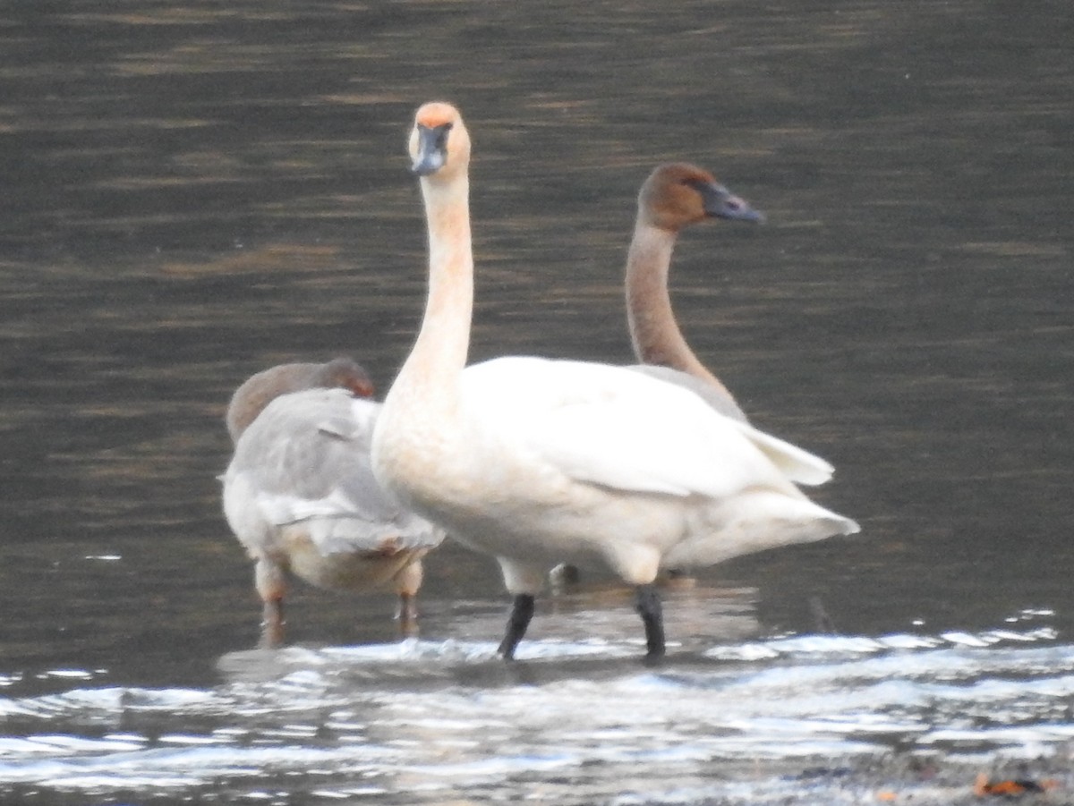 Trumpeter Swan - ML645022620