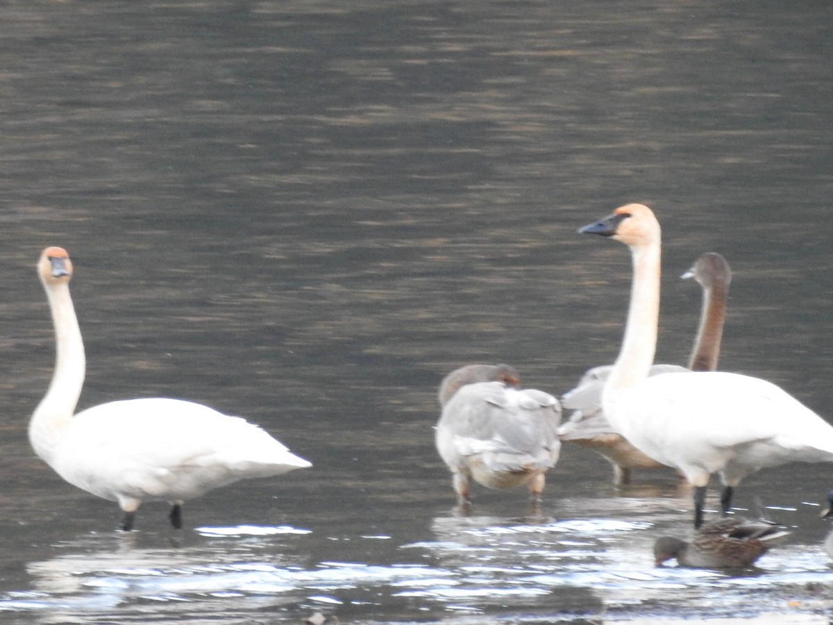 Trumpeter Swan - ML645022621