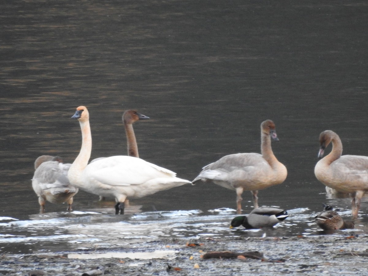 Trumpeter Swan - ML645022622