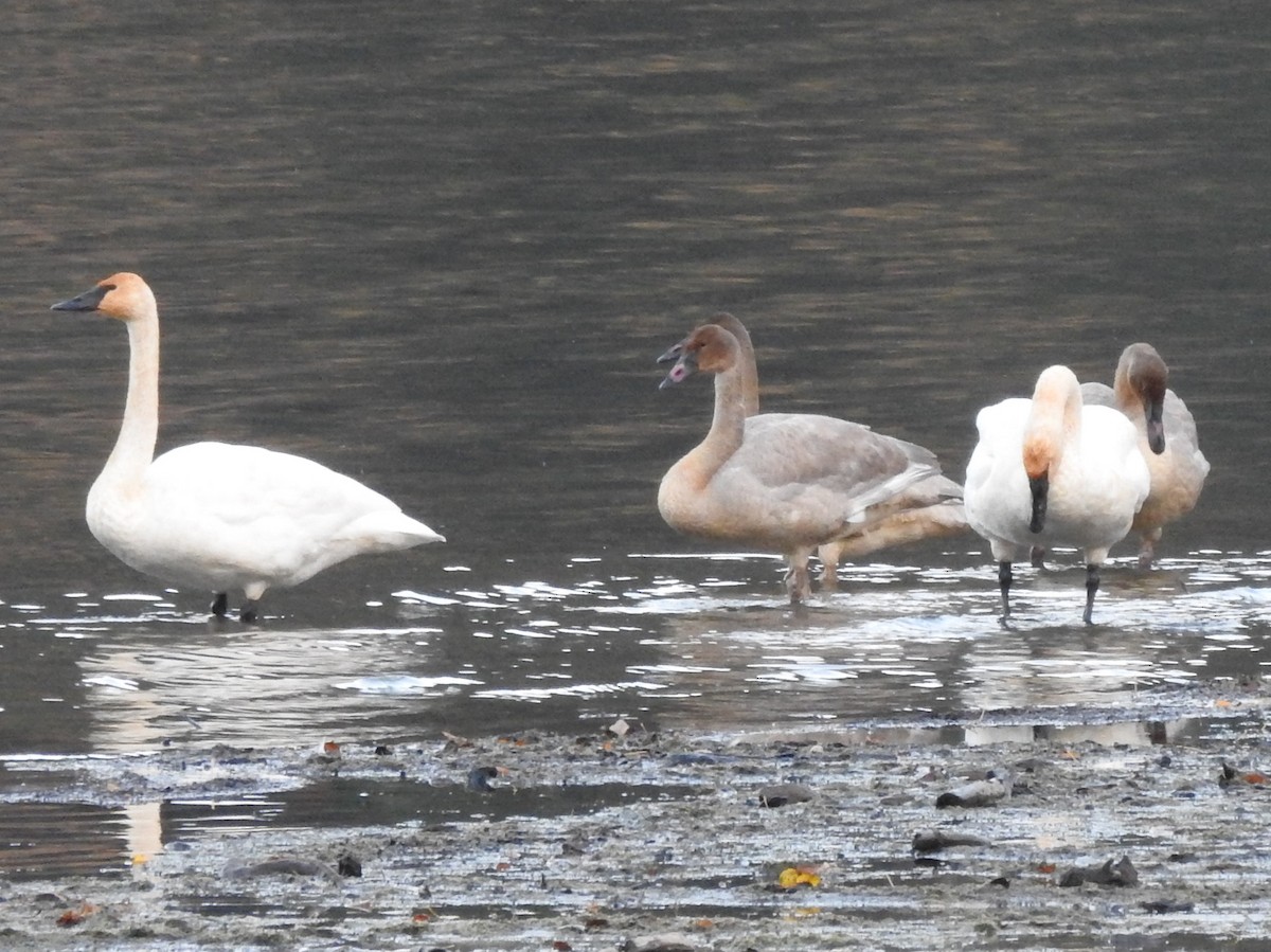 Trumpeter Swan - ML645022623