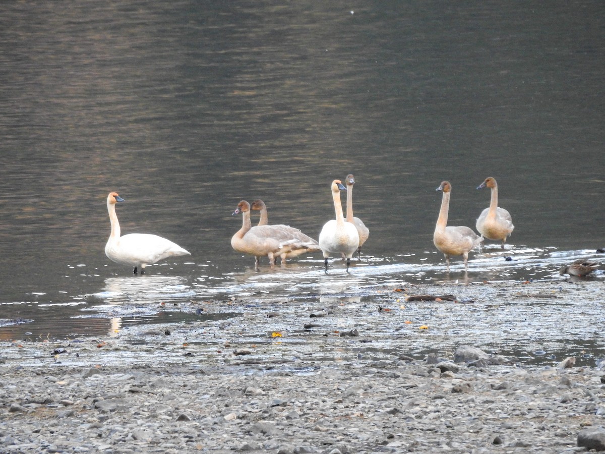 Trumpeter Swan - ML645022624