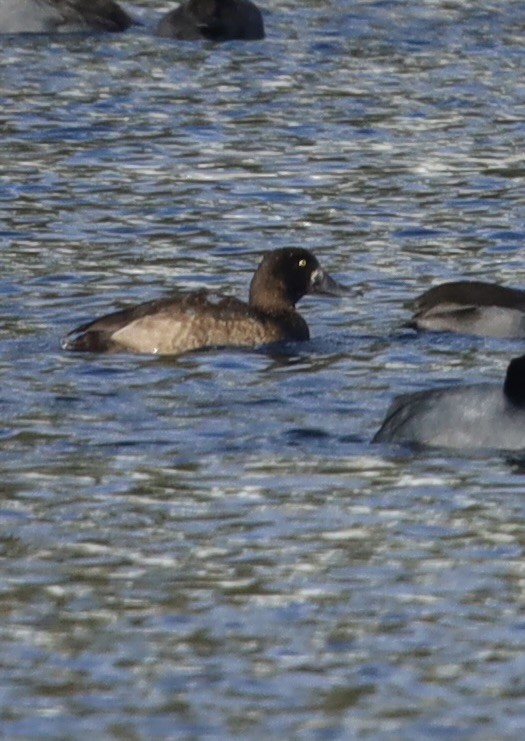 Морская чернеть - ML645022627