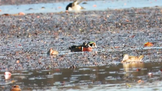 Wood Duck - ML645022631