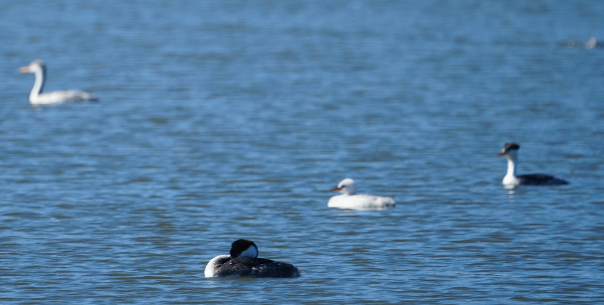 Clark's Grebe - ML645022642