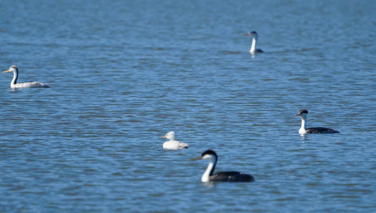 Clark's Grebe - ML645022644