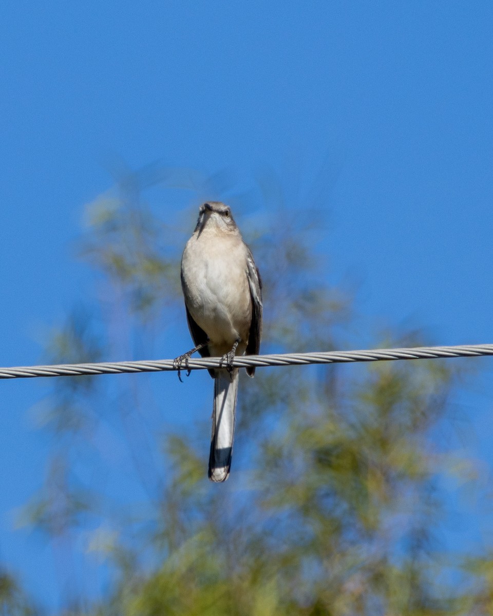 Northern Mockingbird - ML645022646