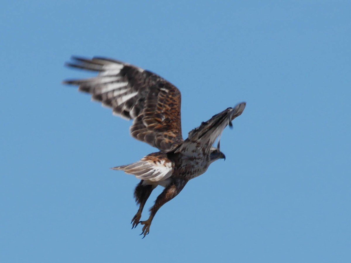 kongevåk - ML645022649