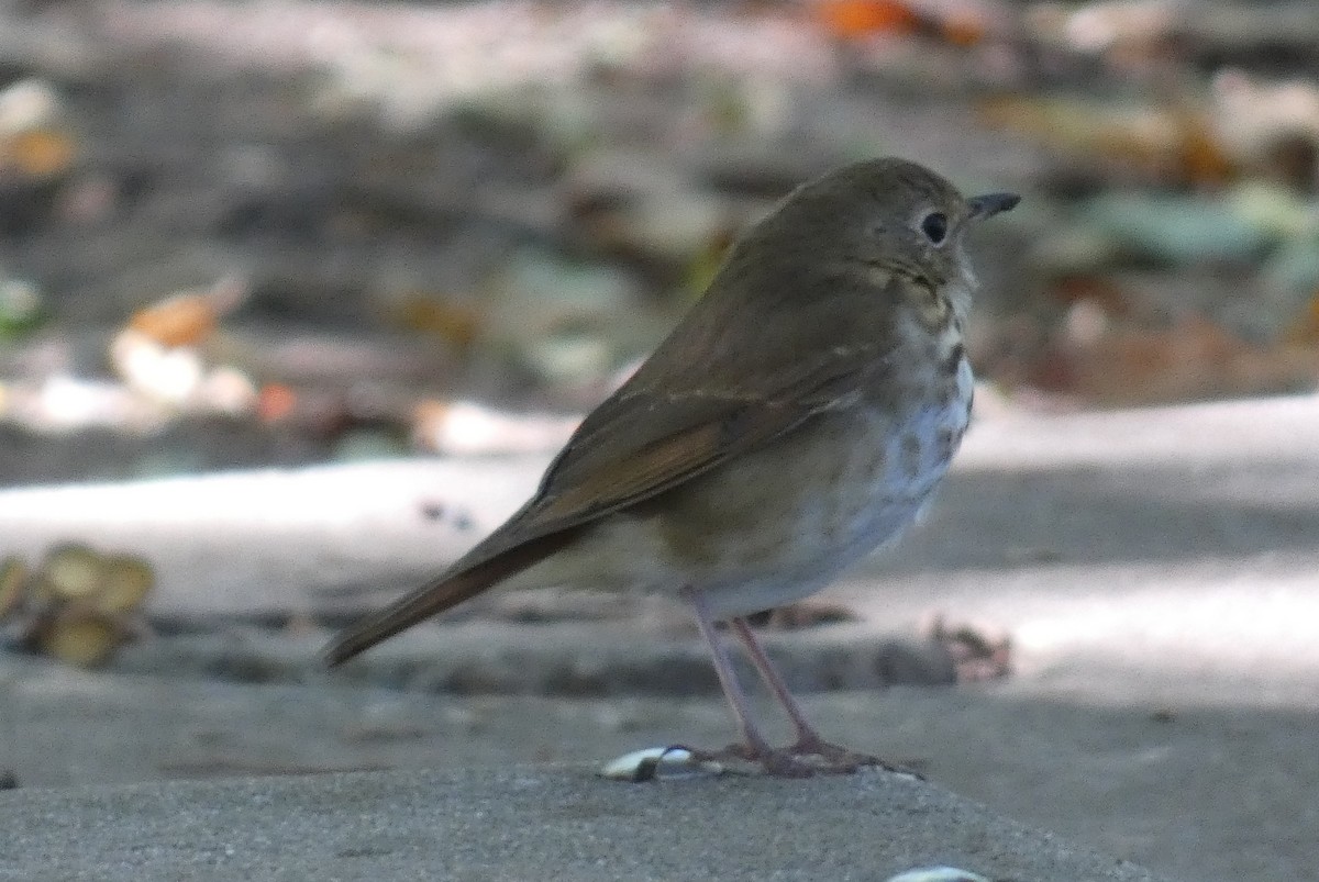 Дрізд-короткодзьоб плямистоволий - ML645022657