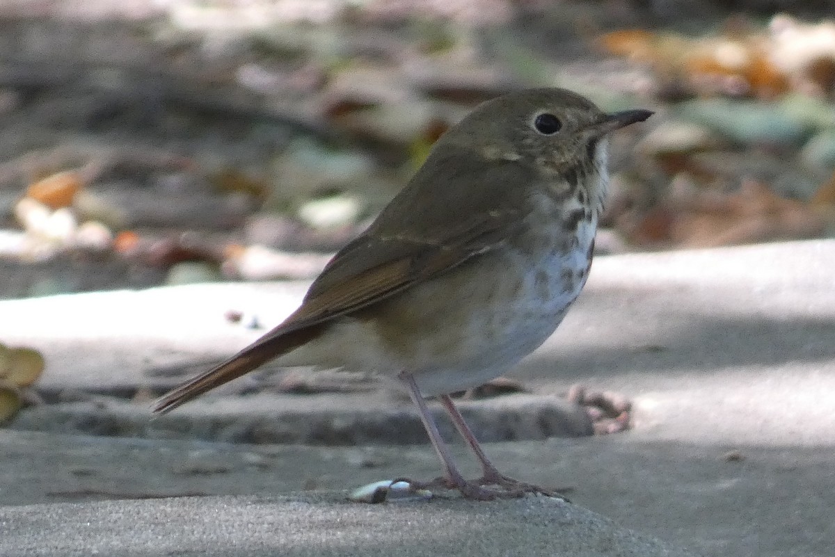 Дрізд-короткодзьоб плямистоволий - ML645022658