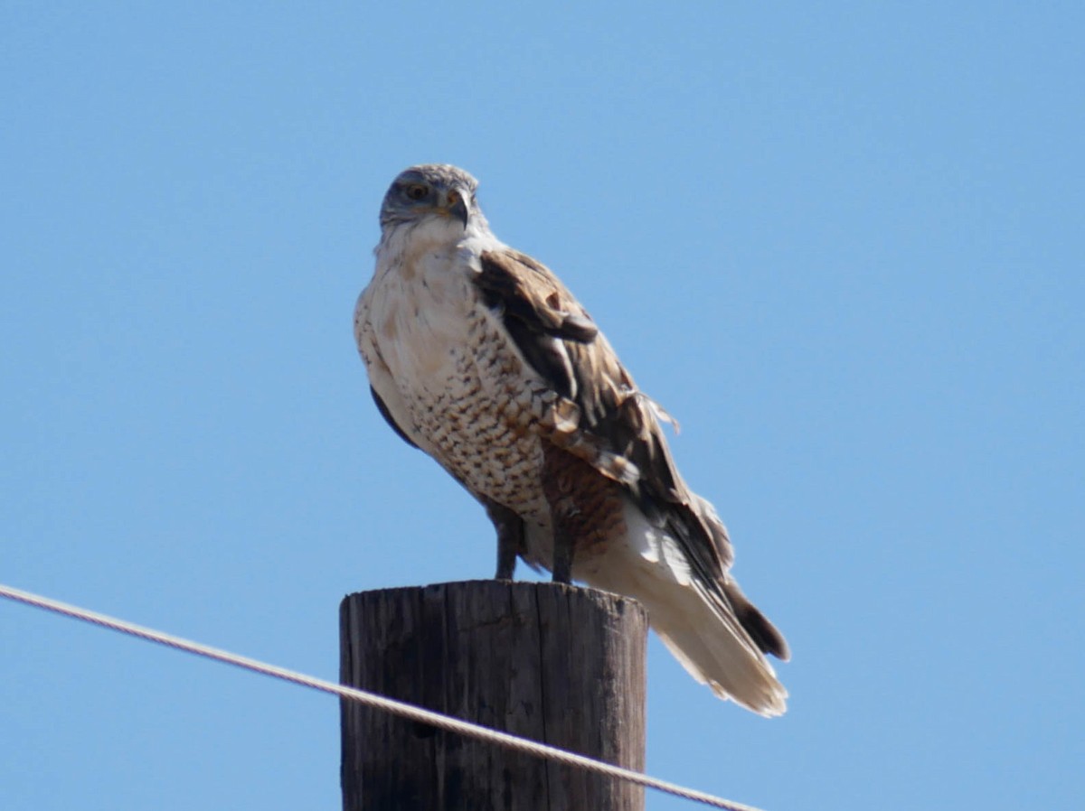 kongevåk - ML645022663