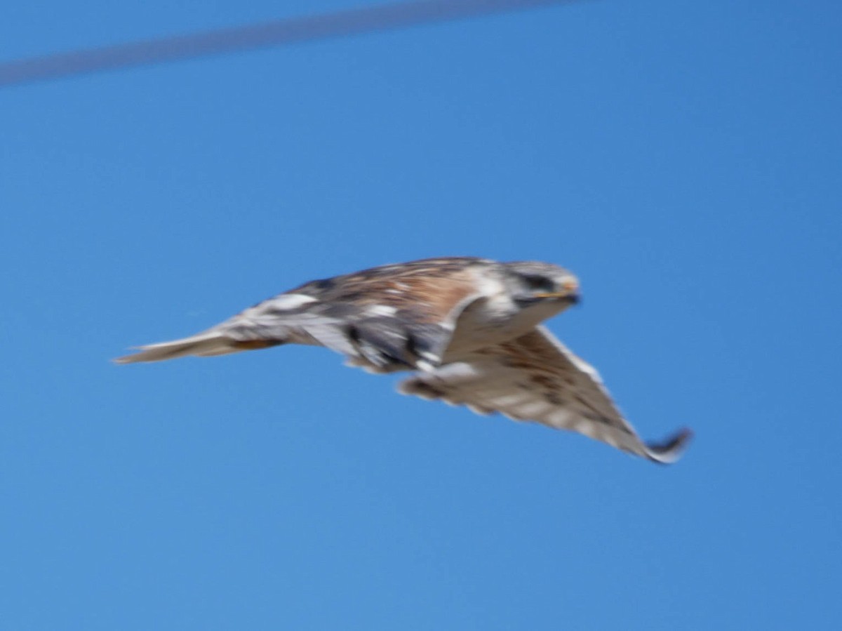 kongevåk - ML645022664