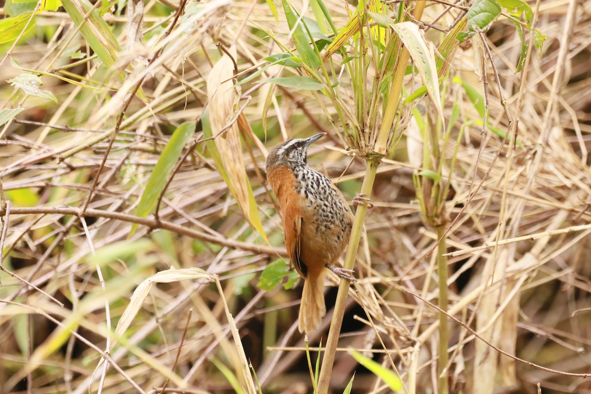 Inca Wren - ML645022680