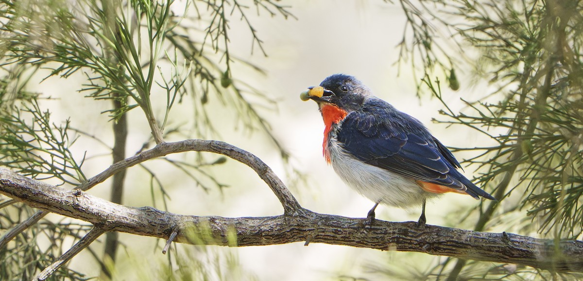 Picaflores Golondrina - ML645022682
