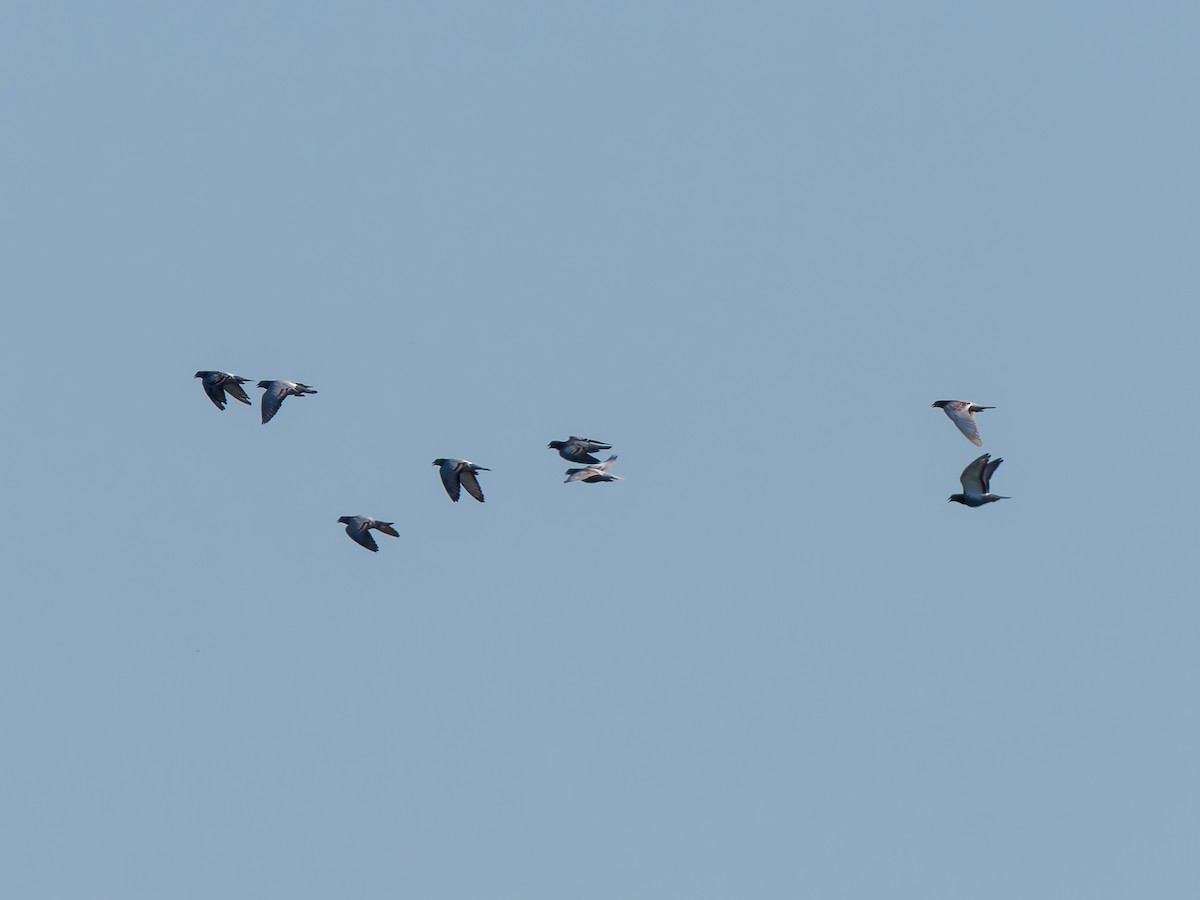 Haitz-usoa (etxekoa) - ML645022691